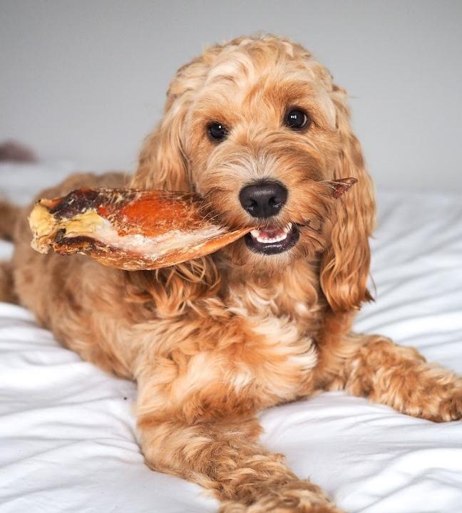 ANCO Dog Treats & Chews