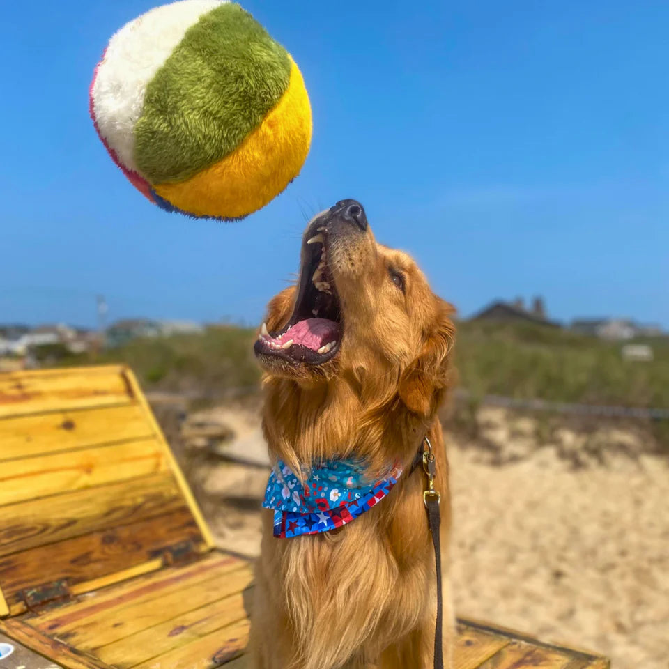 Dog Toys & Enrichment