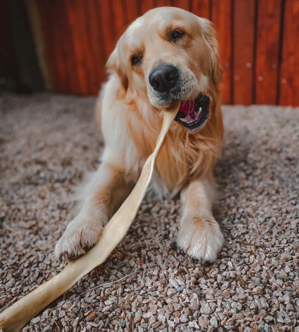 Long Lasting Dog Chews