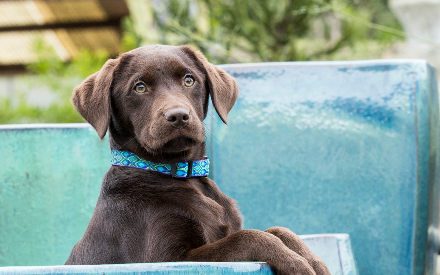 Lupine & 2 Hounds Freedom Harness - Happy Tails Natural Treats