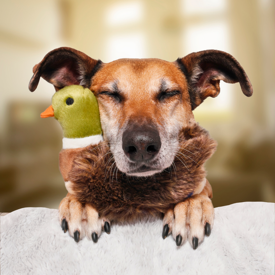 Happy Tails 