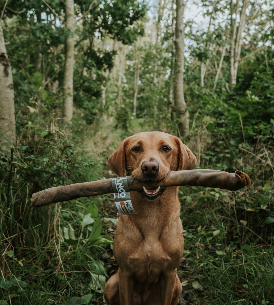 Happy Tails 