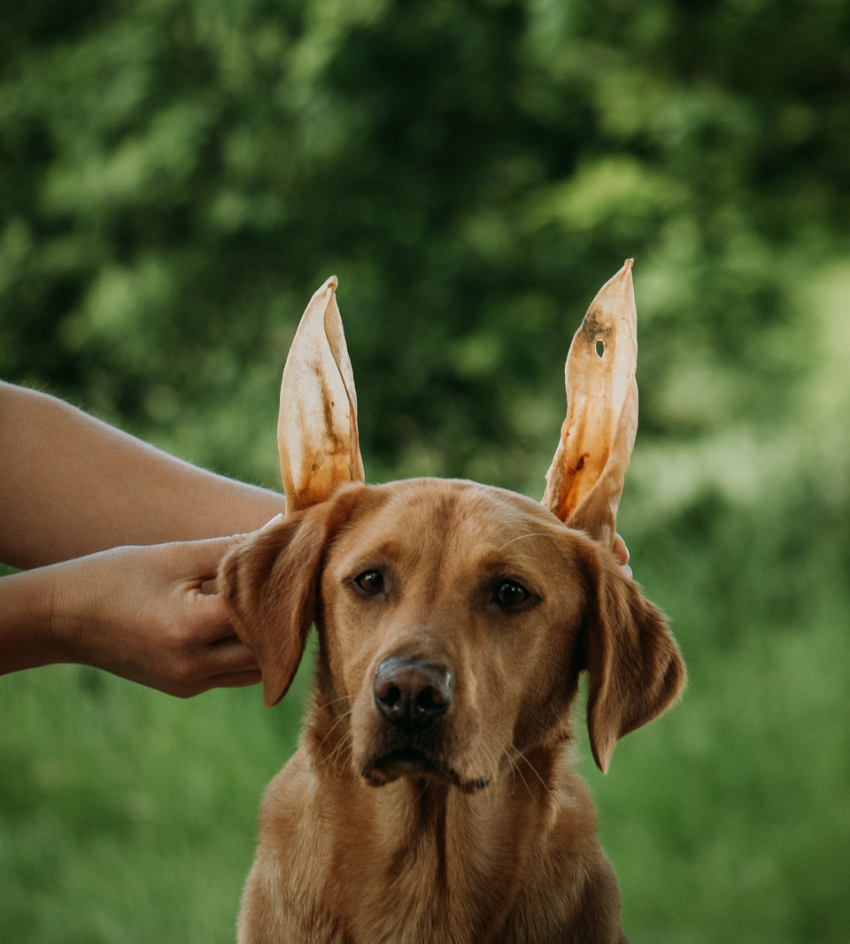 Happy Tails 