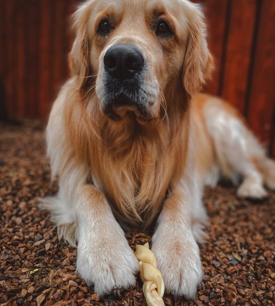 Happy Tails 