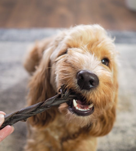 Happy Tails 