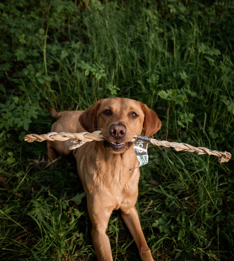 Happy Tails 