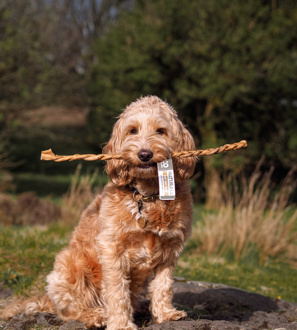 Happy Tails 