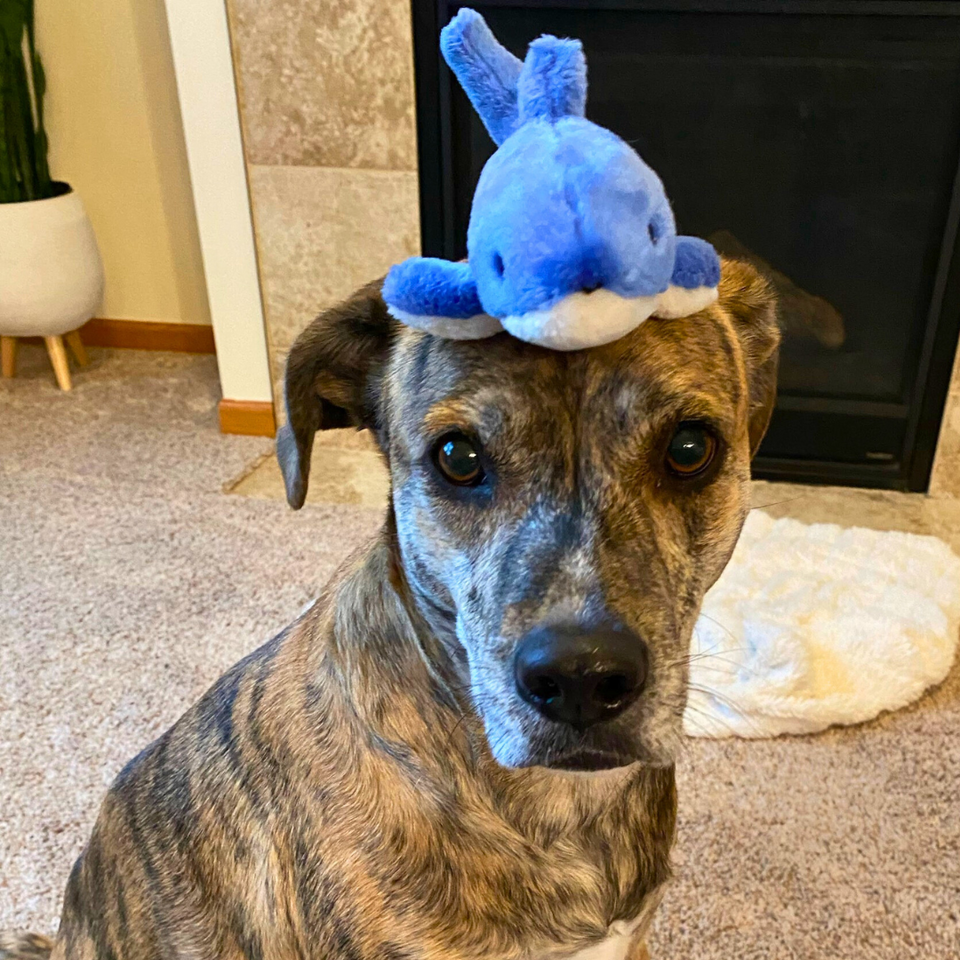 Happy Tails 