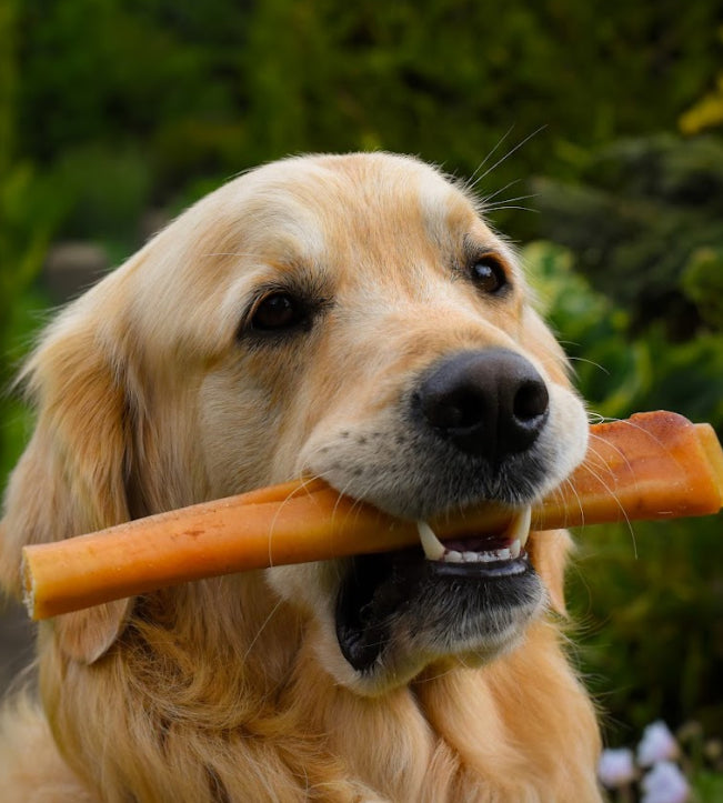 Happy Tails 