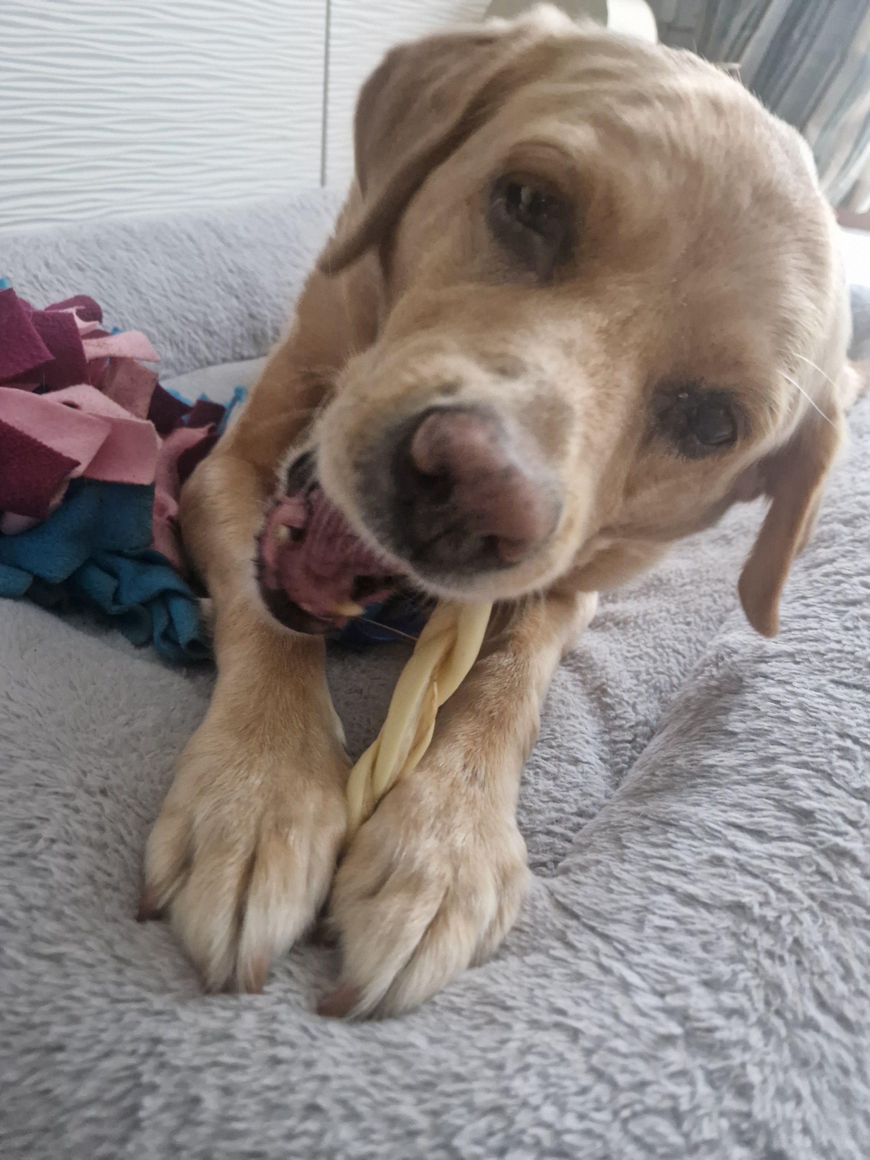 Happy Tails 
