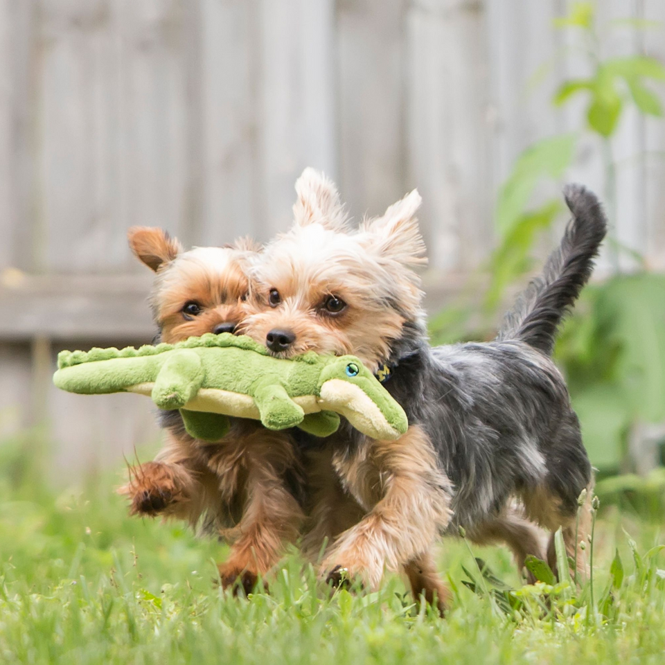 Happy Tails 