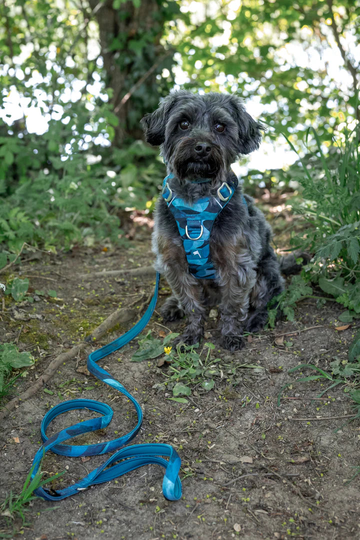 Happy Tails 