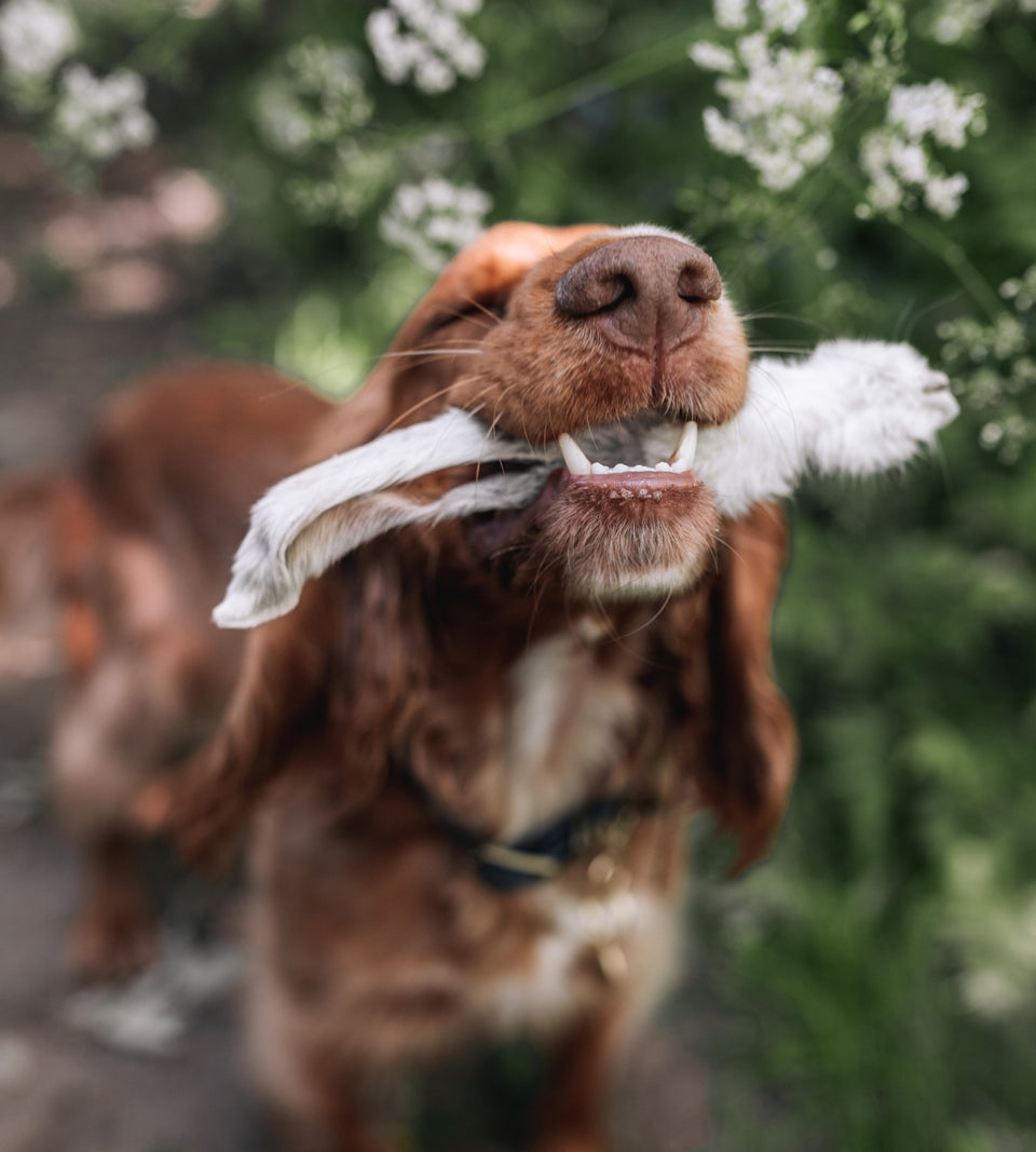 Happy Tails 