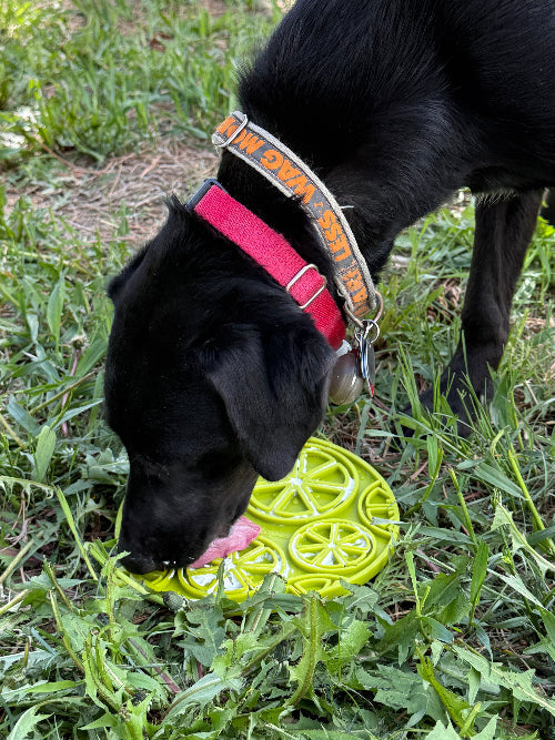 Happy Tails 