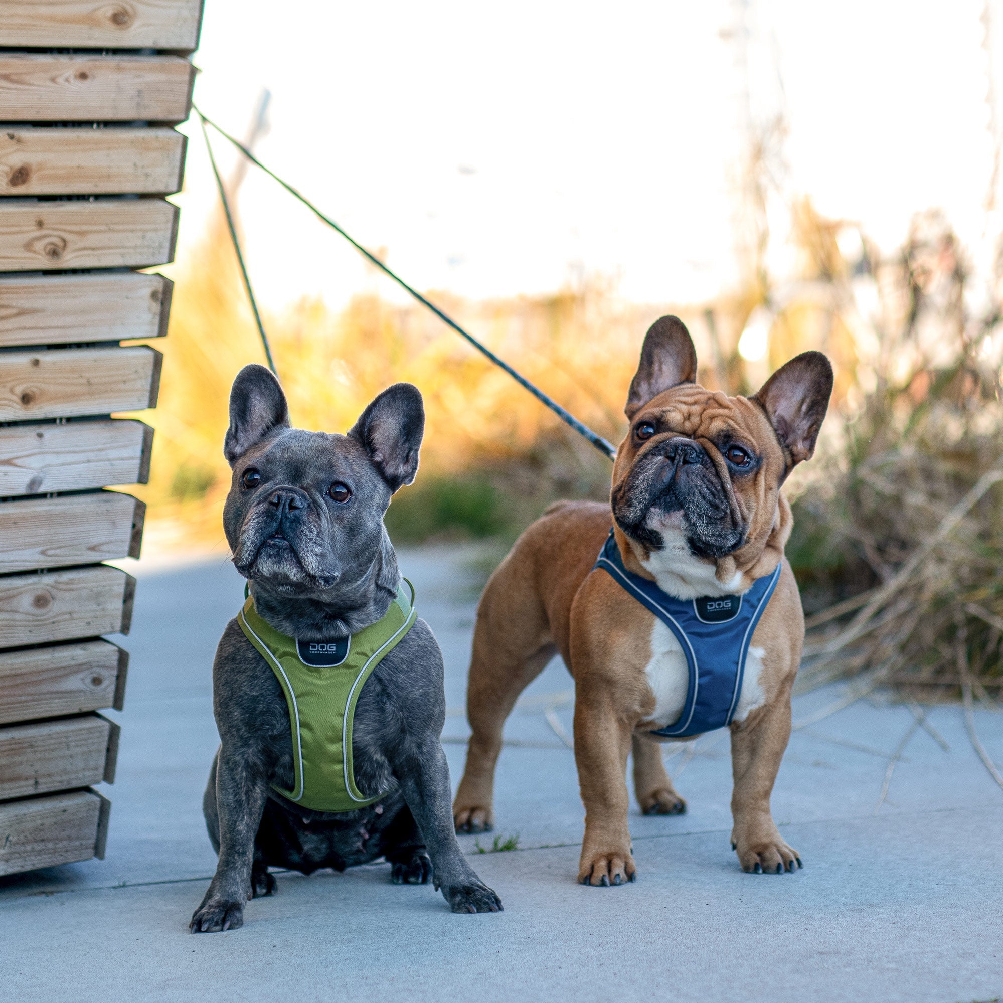 Happy Tails 