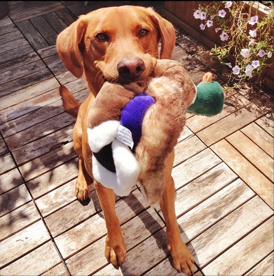 Happy Tails 