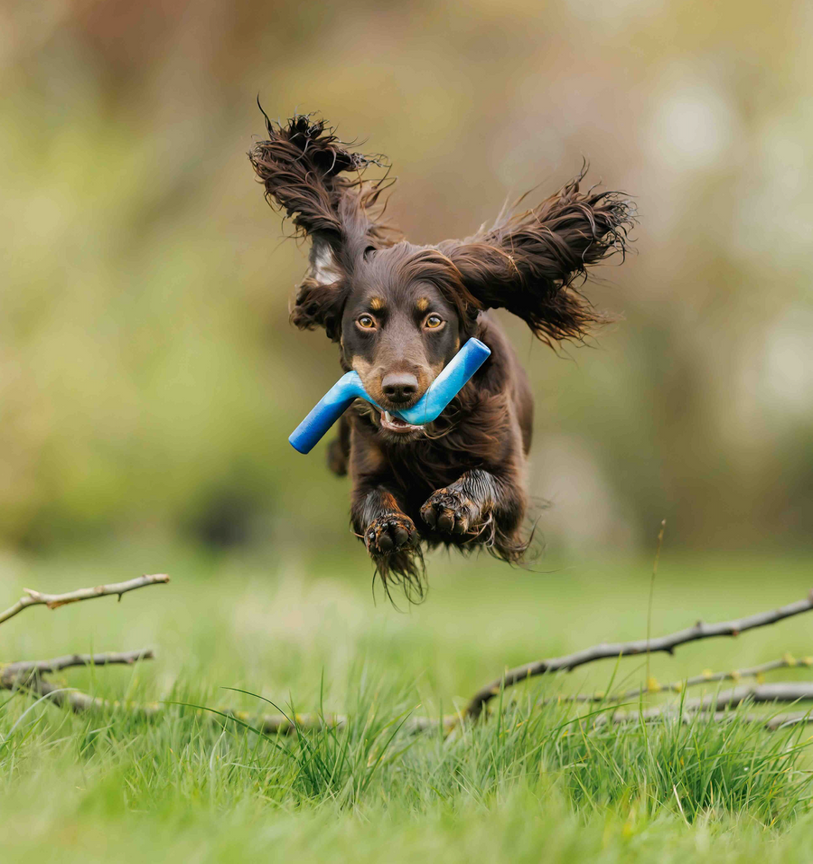 Happy Tails 