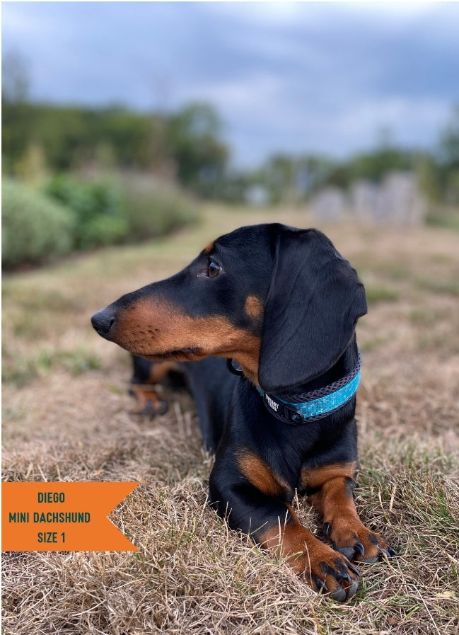 Happy Tails 