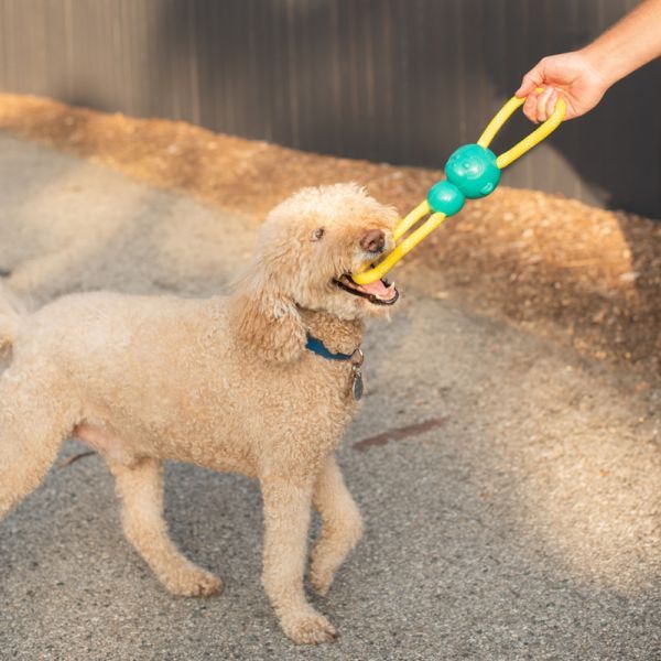 Happy Tails 