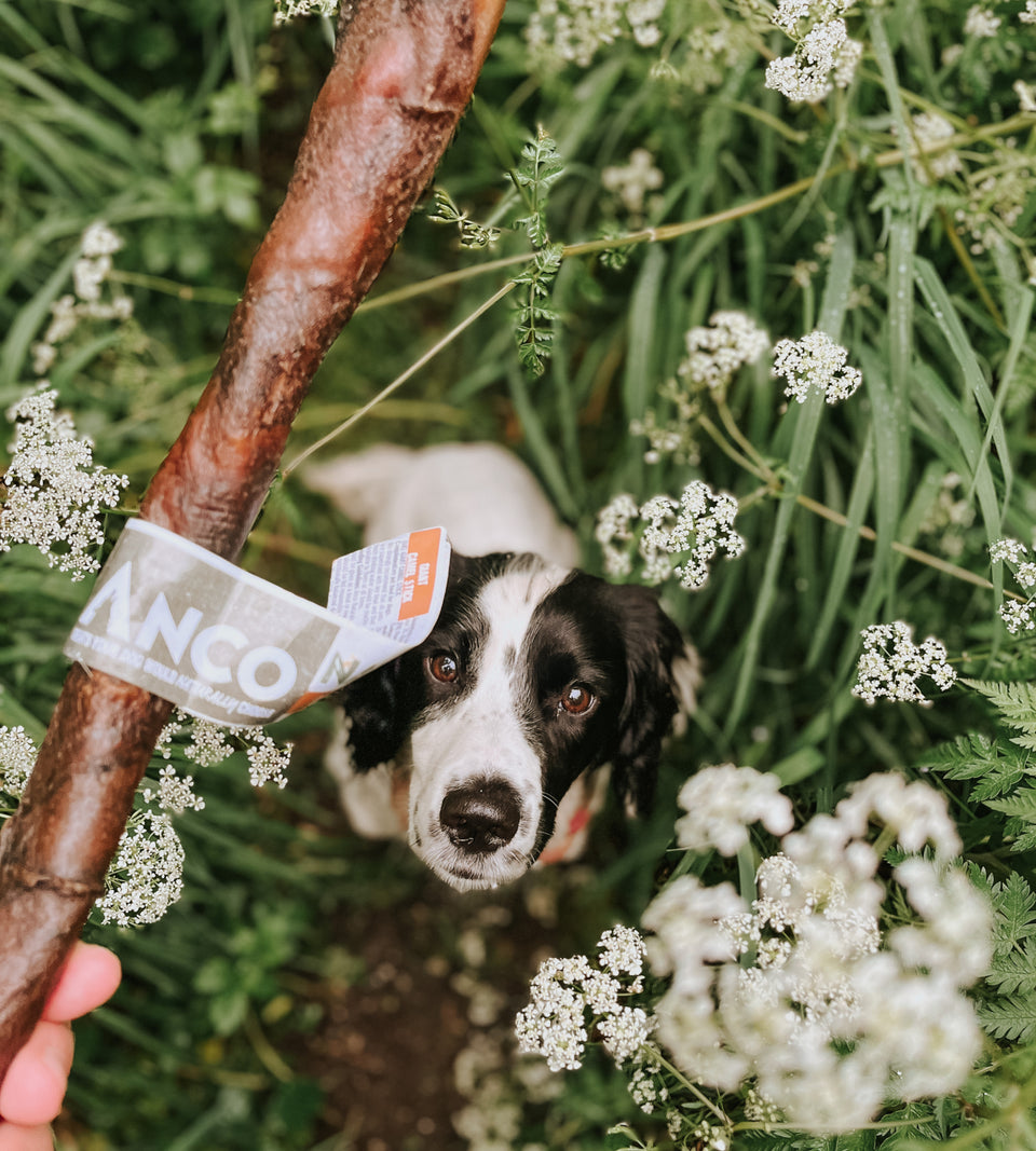 Happy Tails 
