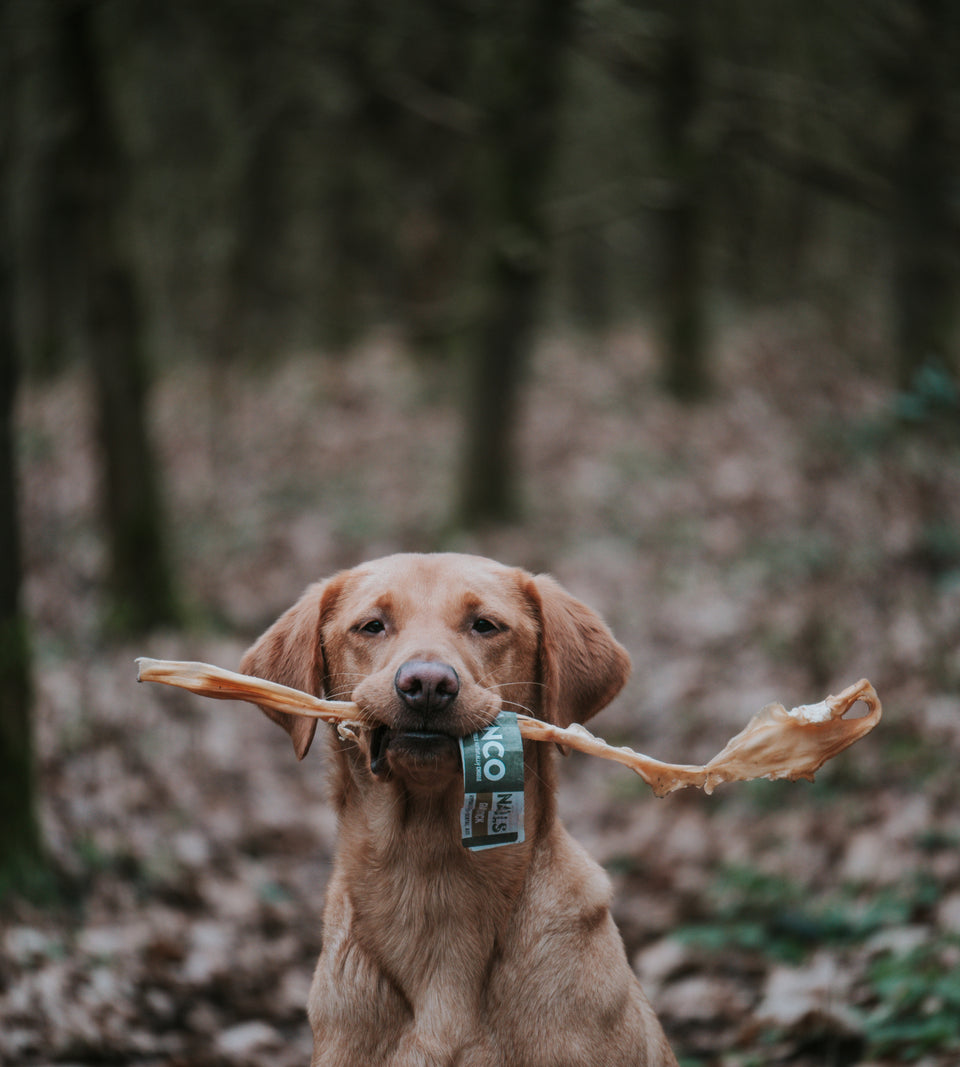 Happy Tails 