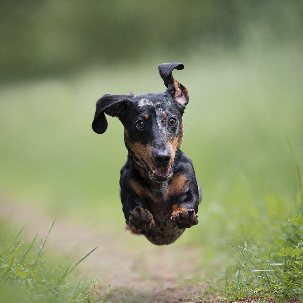 Happy Tails 