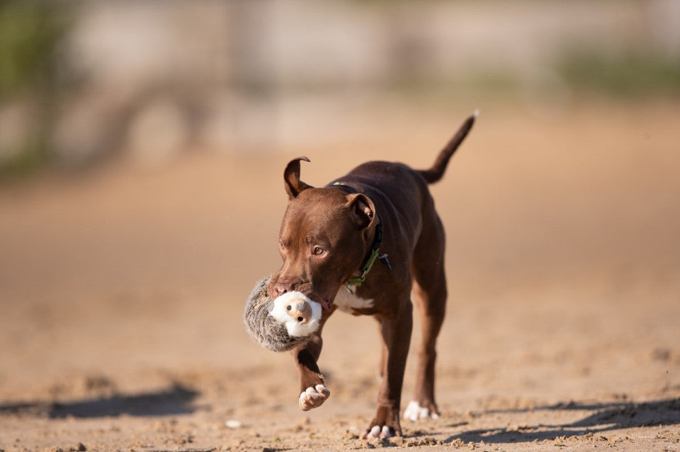 Happy Tails 