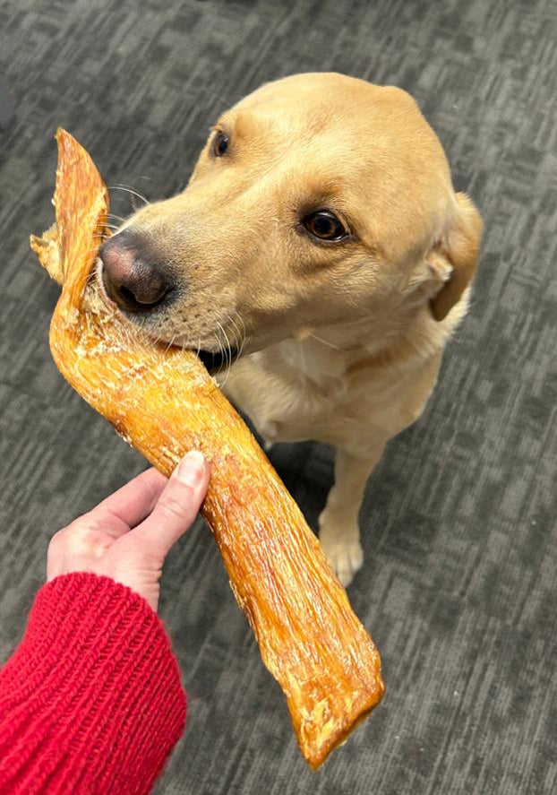 Happy Tails 