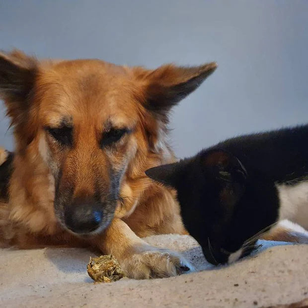 Happy Tails 