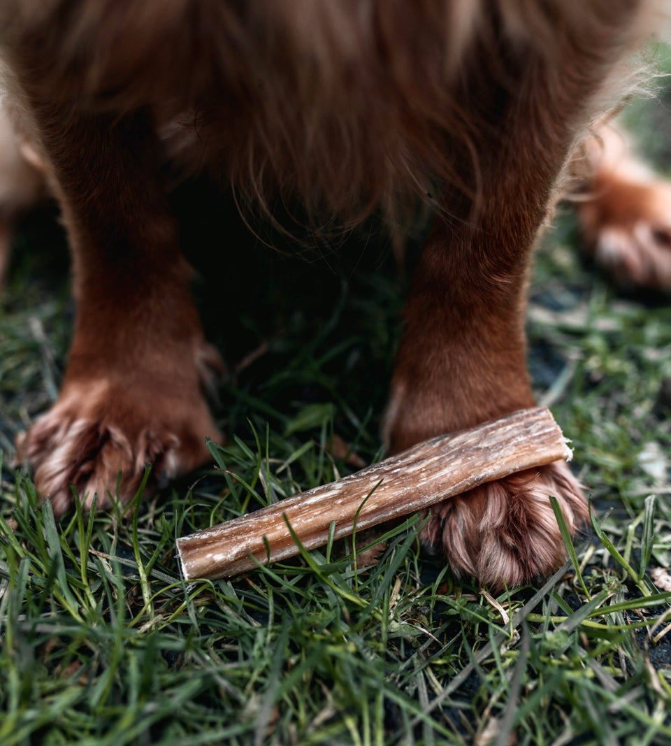 Happy Tails 