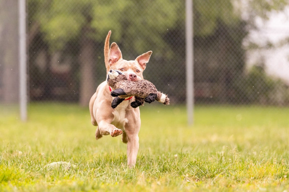 Happy Tails 