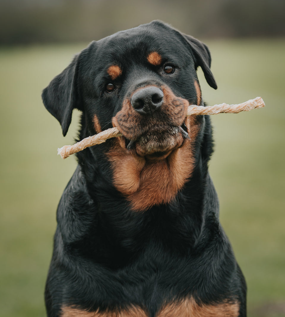 Happy Tails 