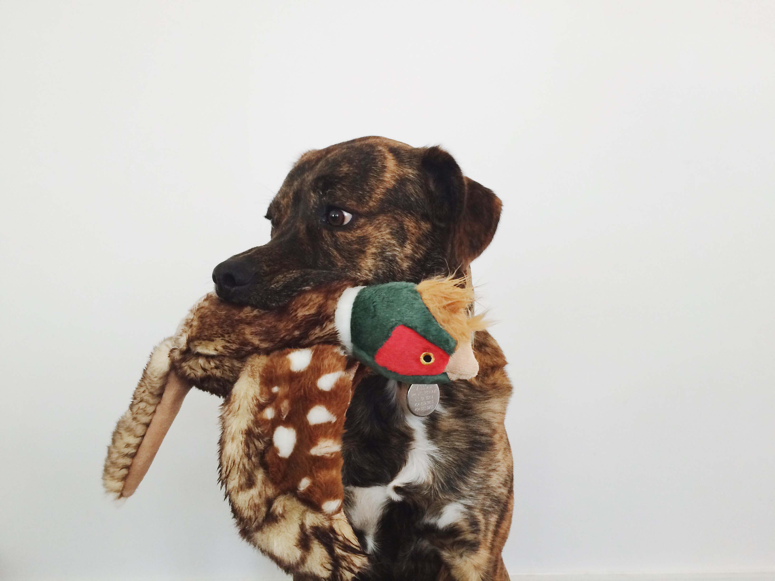 Happy Tails 