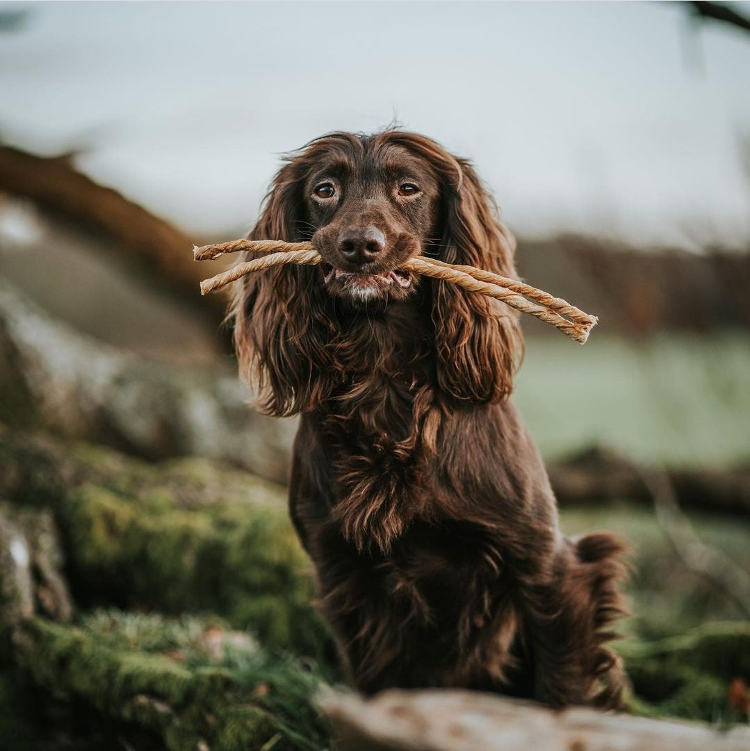 Happy Tails 