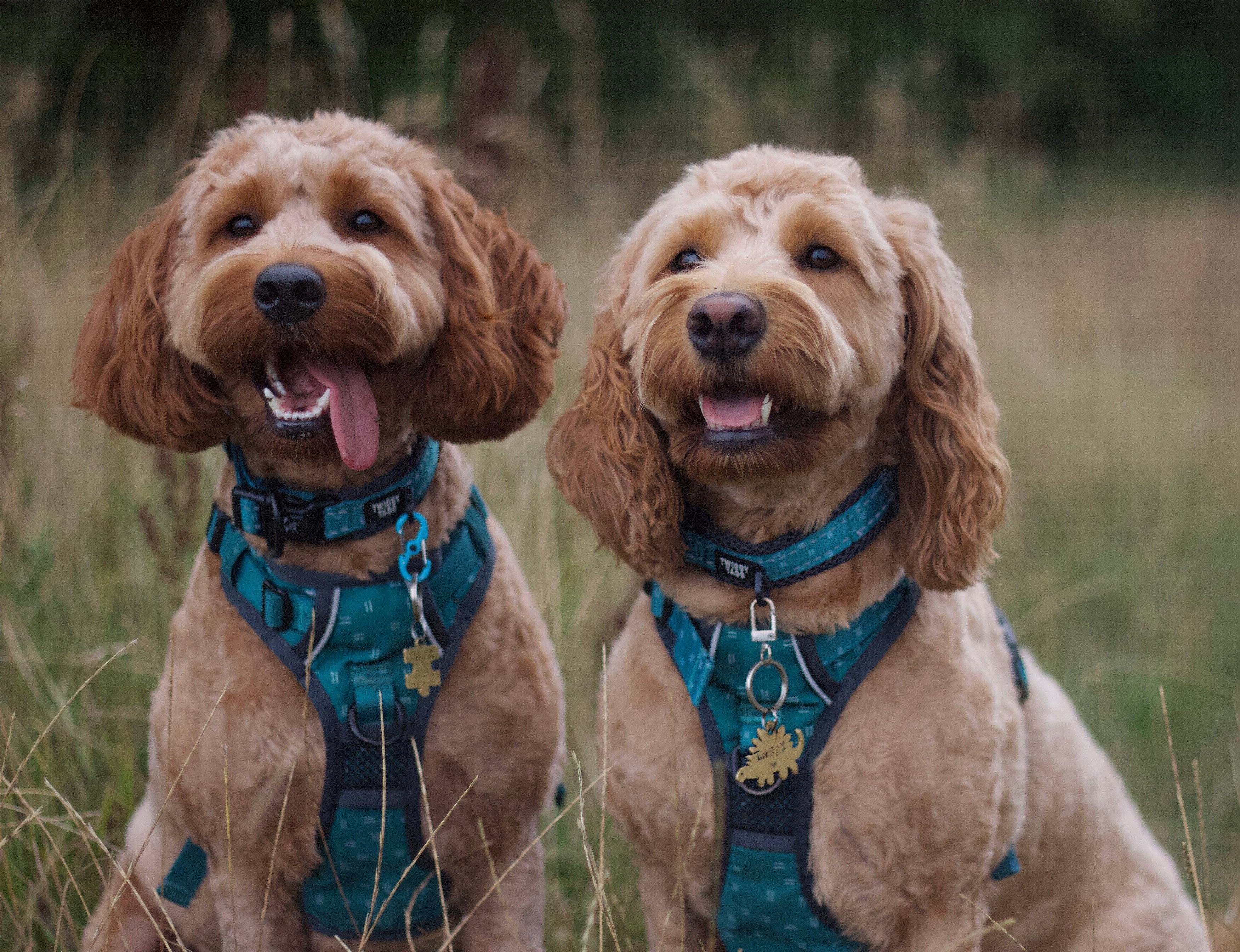 Happy Tails 