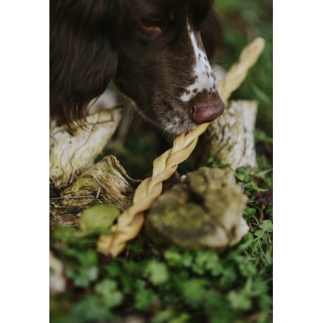 Happy Tails 