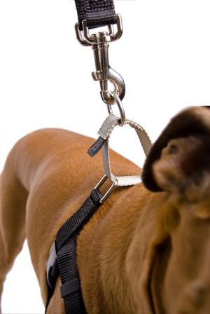 2 Hounds - Lead for Freedom "No Pull" Harness - Happy Tails Natural Treats