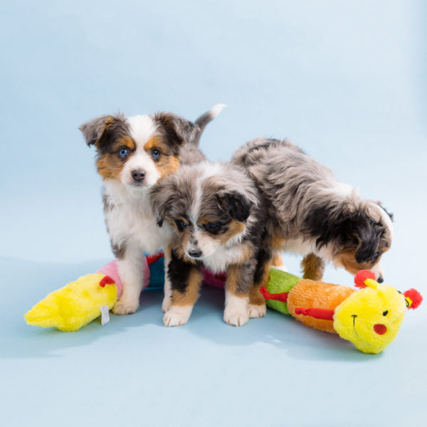 Happy Tails 